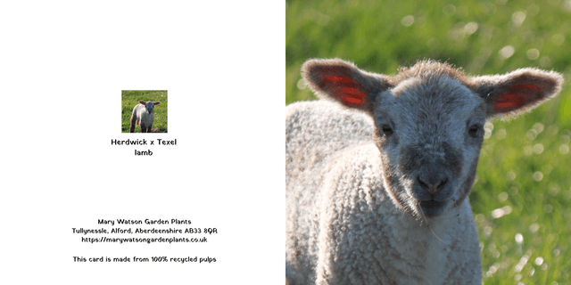 Herdwick x Texel lamb