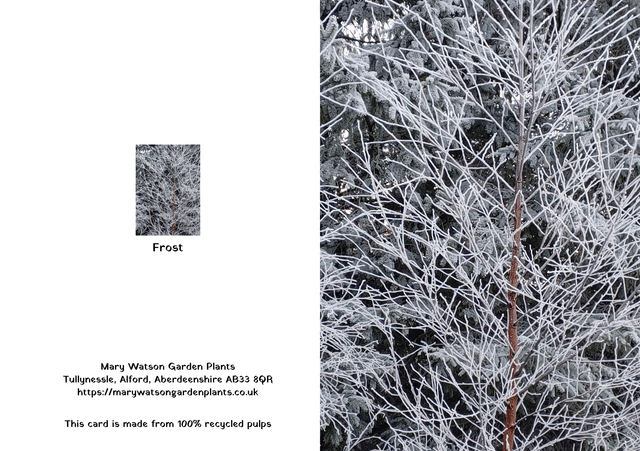 Frost 3