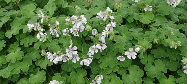 Geranium renardii
