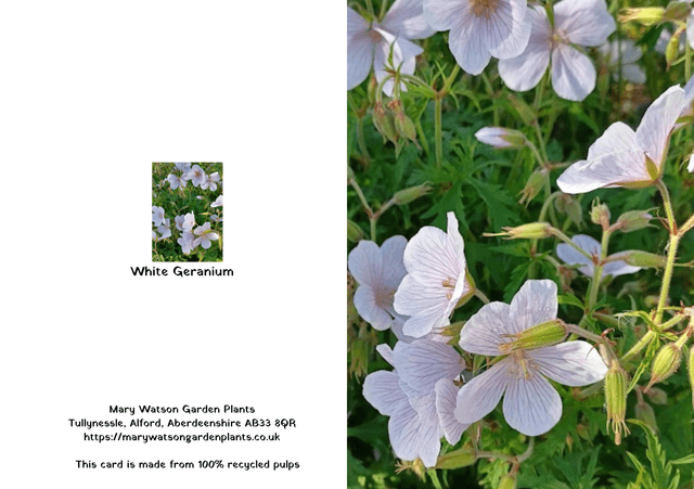 White Geranium
