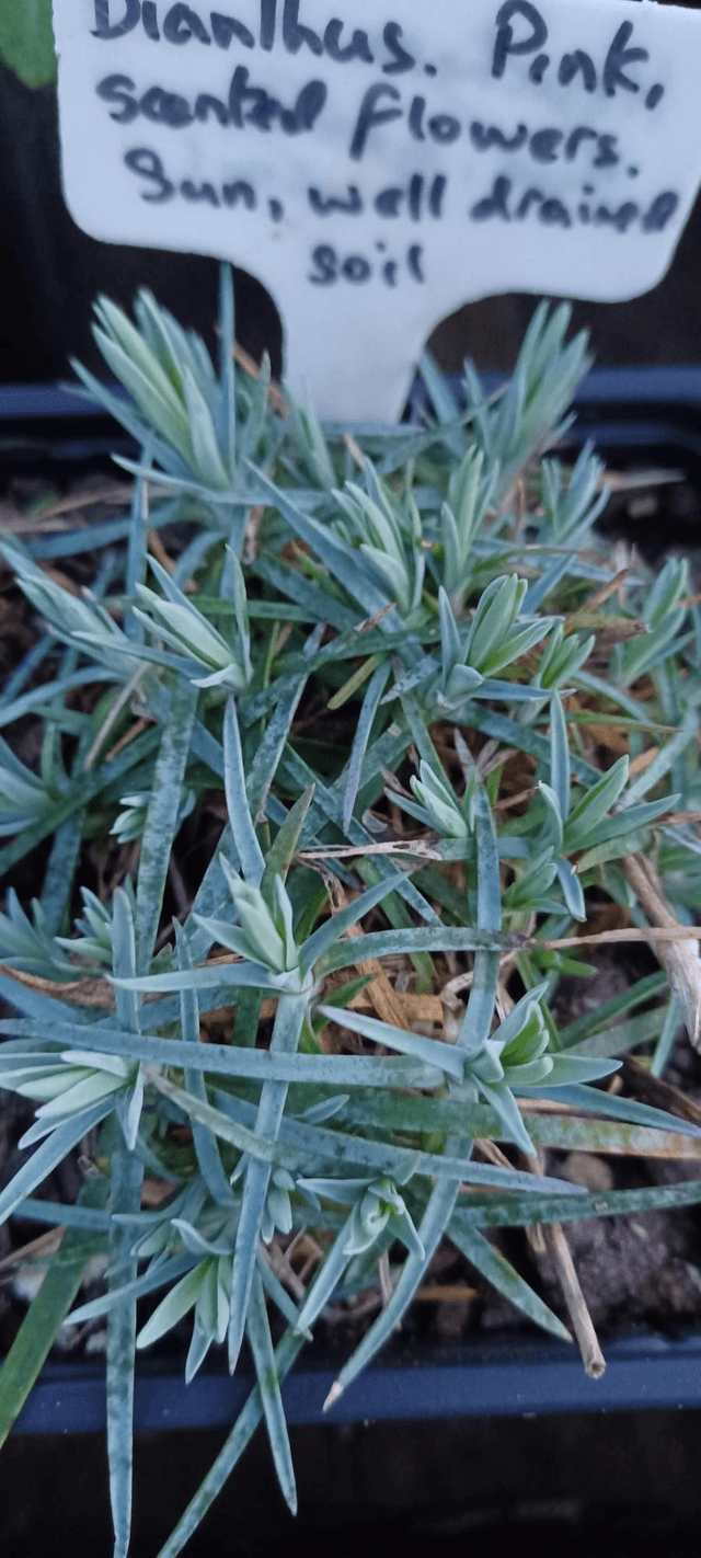 Dianthus caryophyllus pink