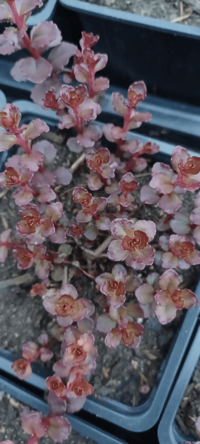 Sedum spurious Voodoo