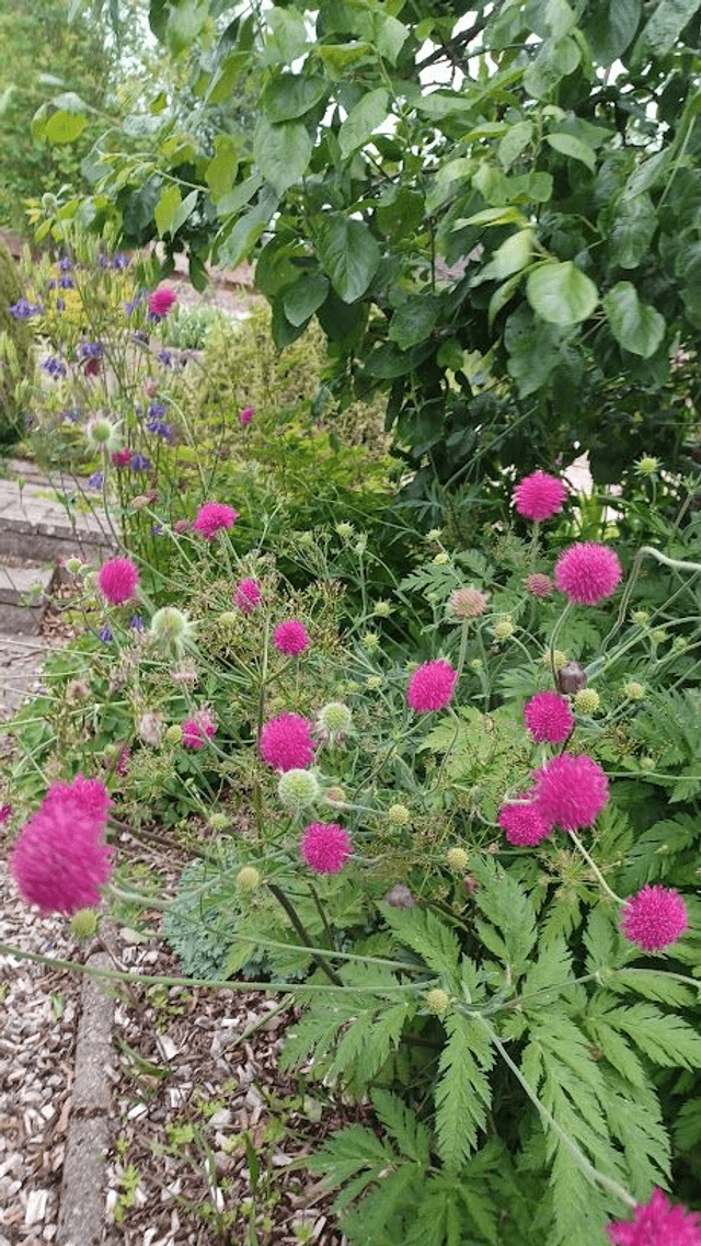 Knautia macedonica