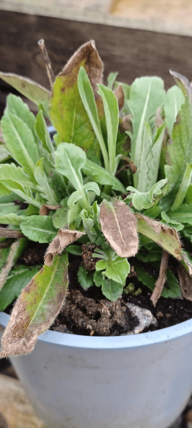 Knautia macedonica