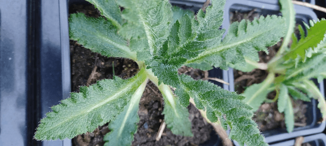Papaver orientale Royal Wedding