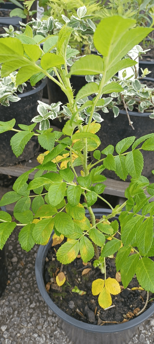 Rosa rugosa double white