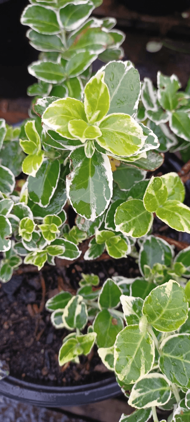 Euonymus fortunei Silver Queen
