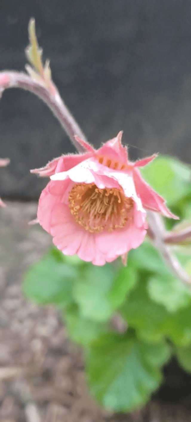 Geum rivale Leonards Variety
