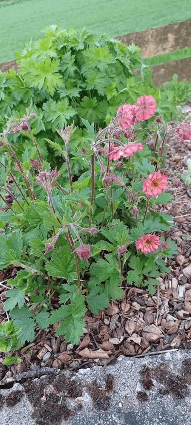 Geum rivale Leonards Variety
