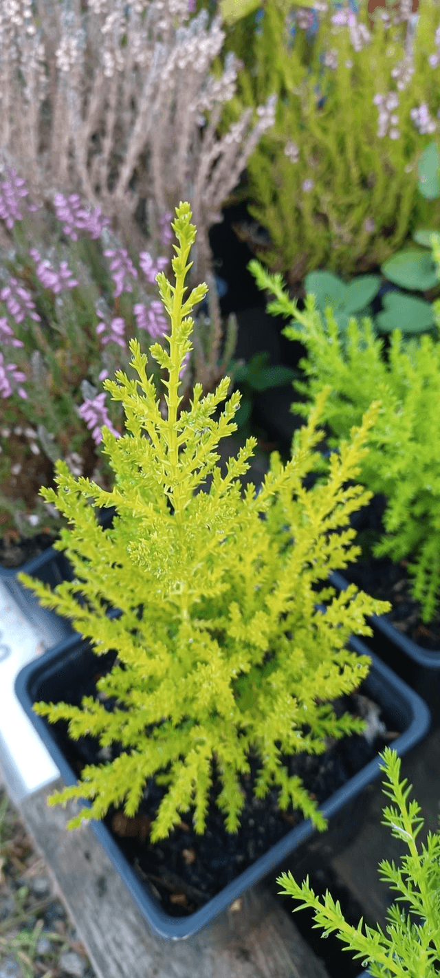 Cupressus macrocarpa Wilma