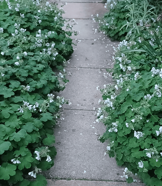Geranium renardii