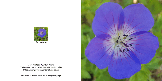 Geranium