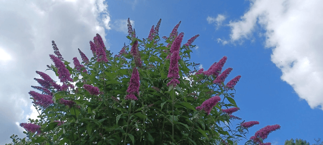 Buddleia Pink