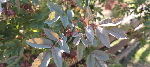Rosa glauca