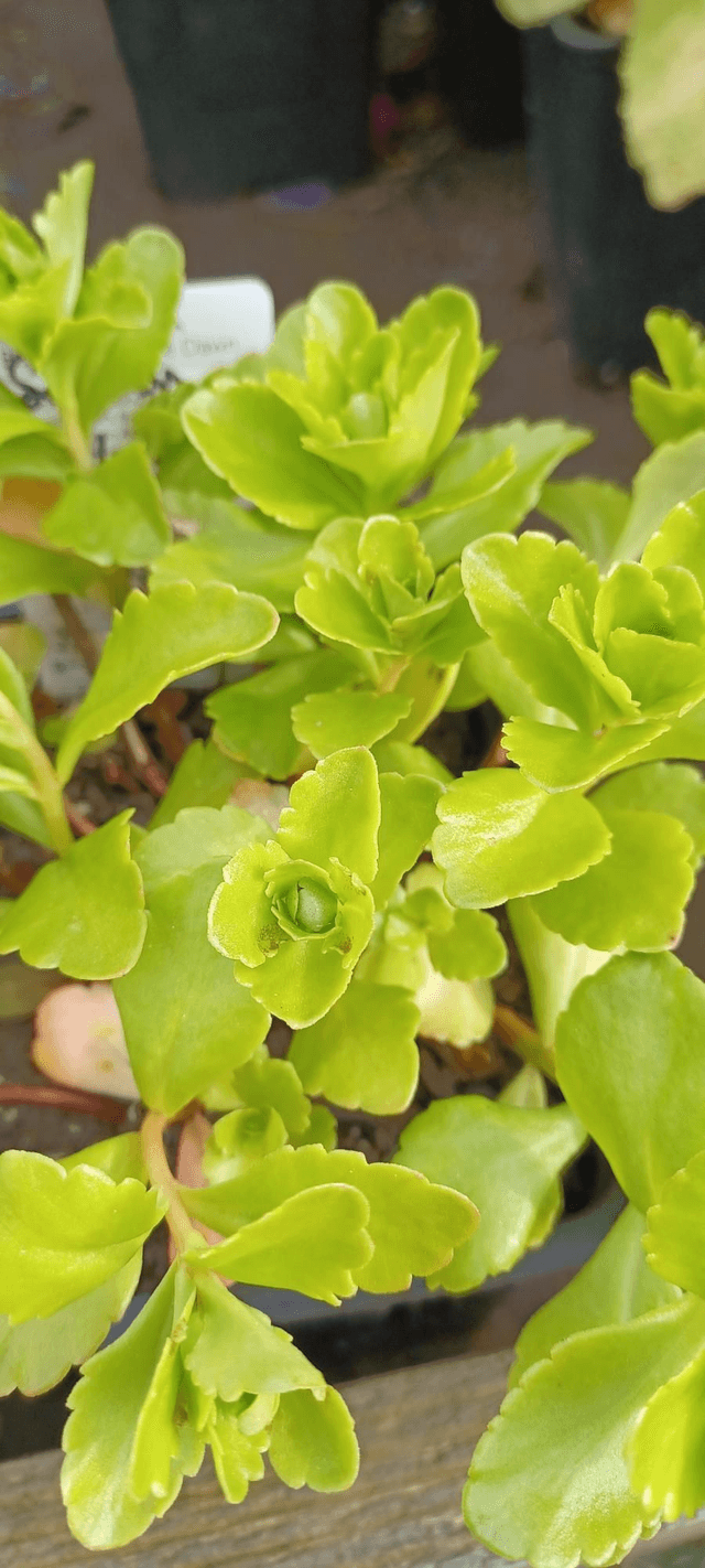 Sedum kamptschaticum