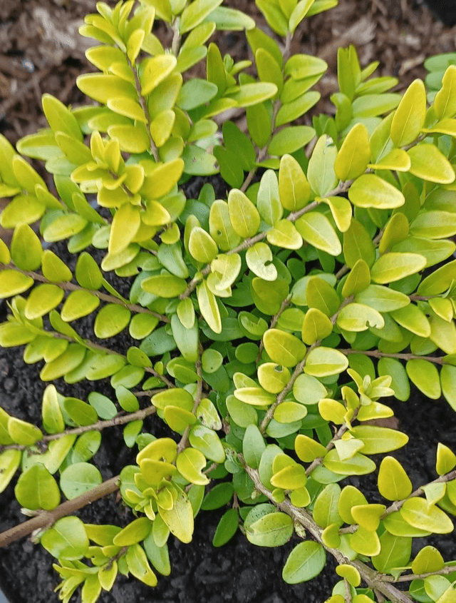 Lonicera nitida
