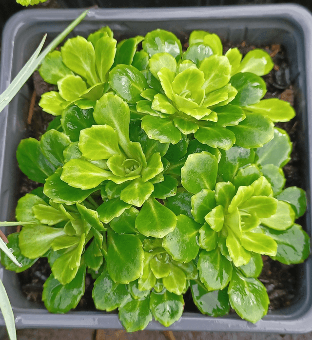 Saxofraga umbrosa