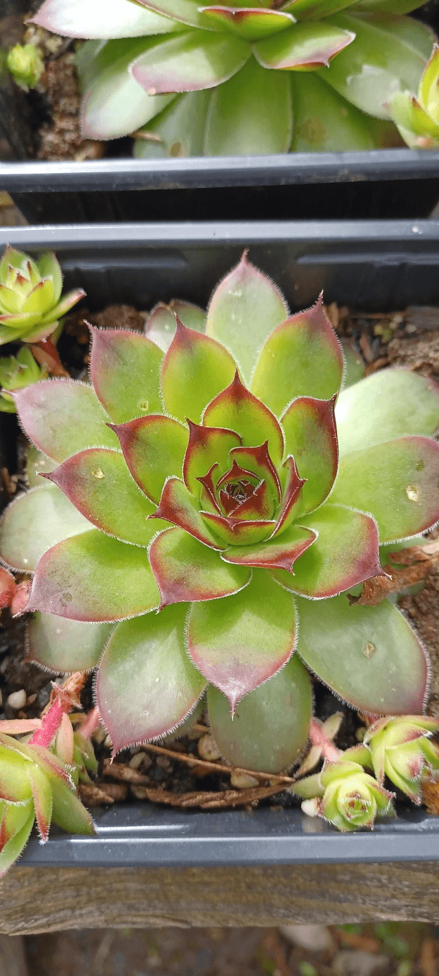 Sempervivum tectorum
