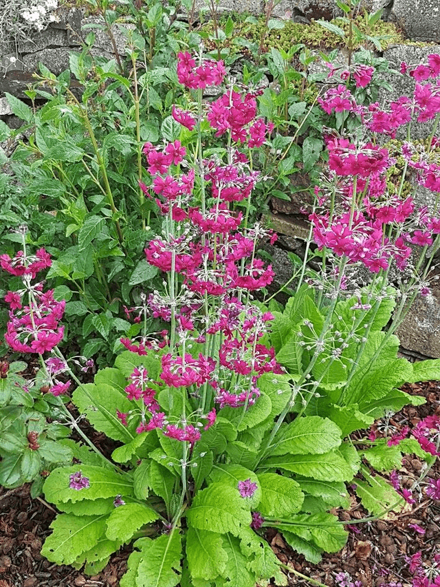 Primula pulverulenta