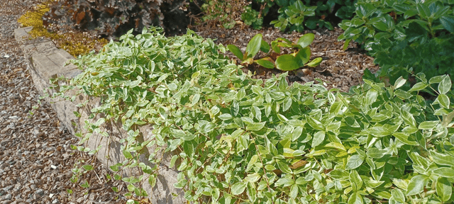 Vinca minor variegated
