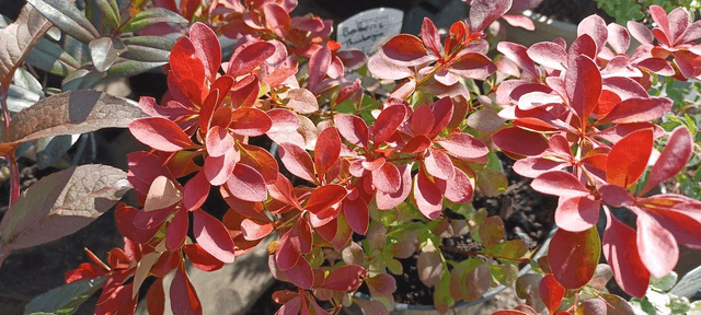 Berberis thunbergii Coral