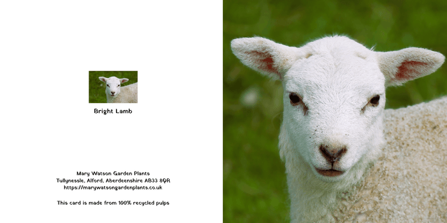 Bright Lamb