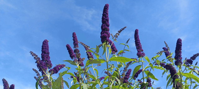 Buddleia Black Night