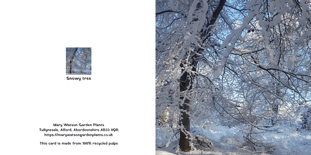 Snowy tree 2