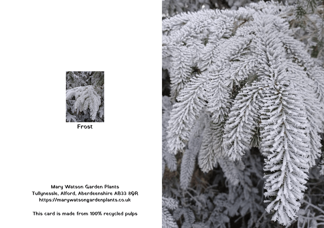 Frost 2