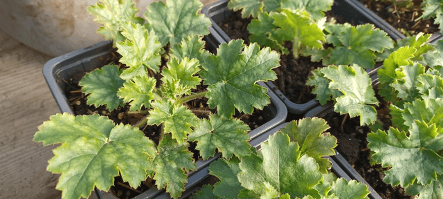 Heuchera sanguinea pink