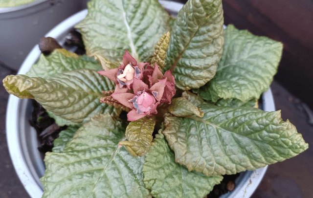 Primula Wanda Mixed