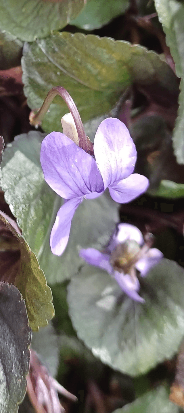 Viola labradonica