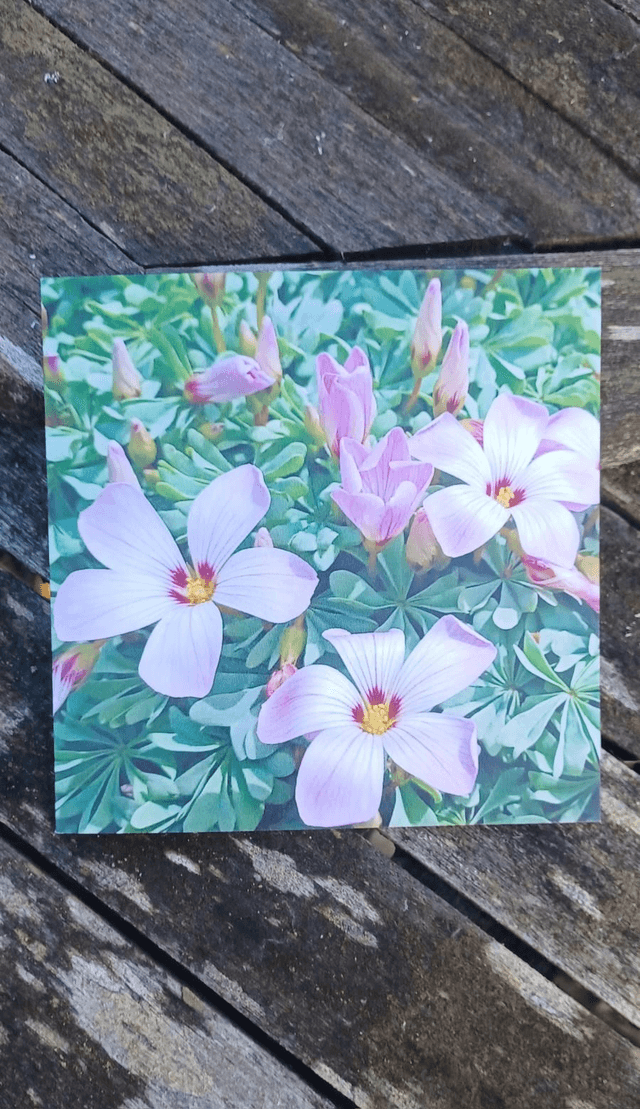 Oxalis
