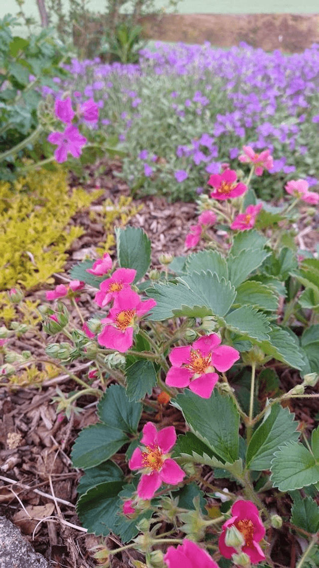 Alpine Strawberry