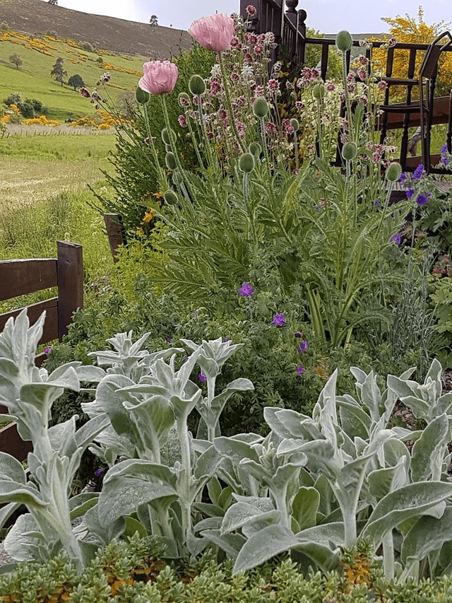 Stachys byzantina