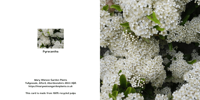 Pyracantha