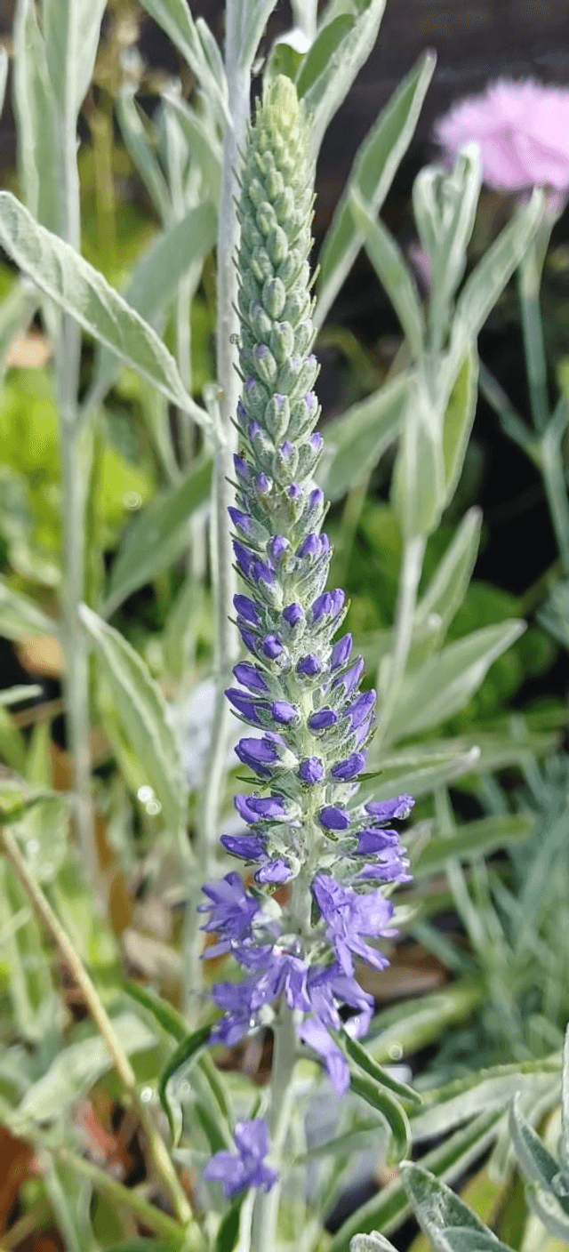 Veronica incana