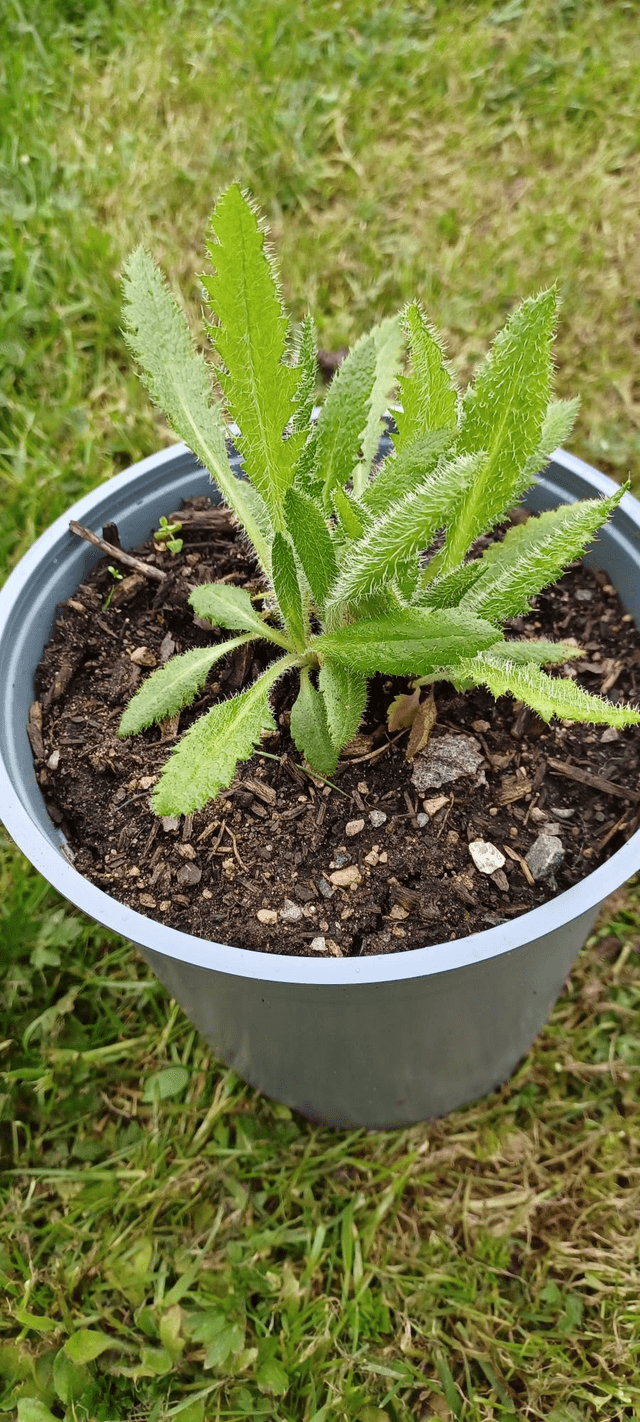 Papaver orientale pink