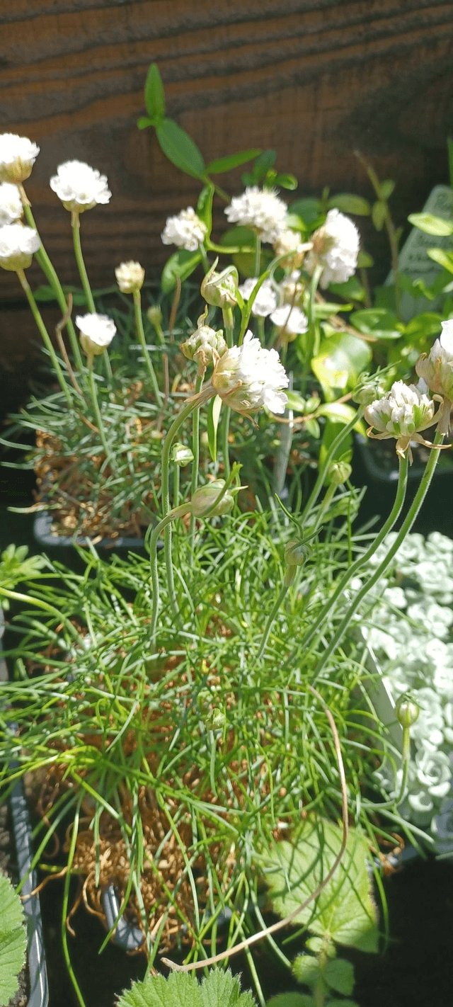 Armeria maritima Alba