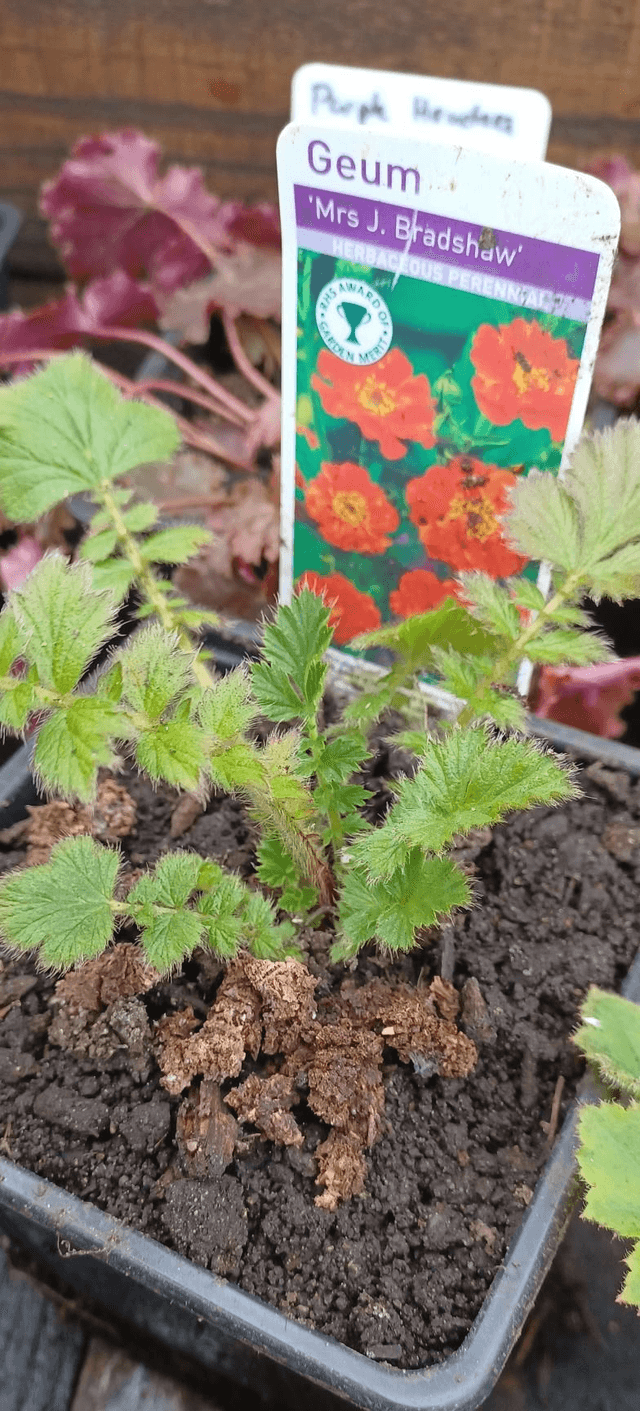 Geum Mrs Bradshaw
