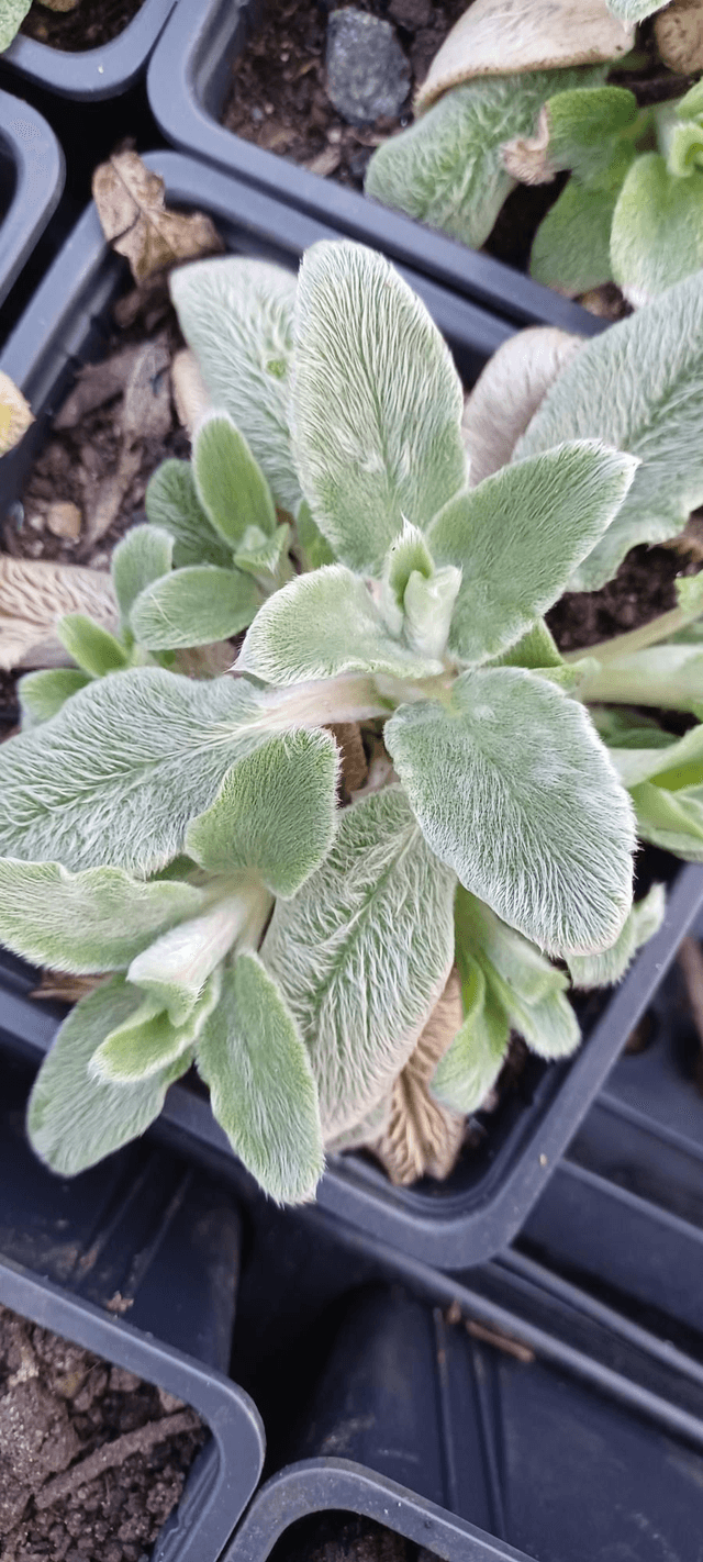 Stachys byzantina