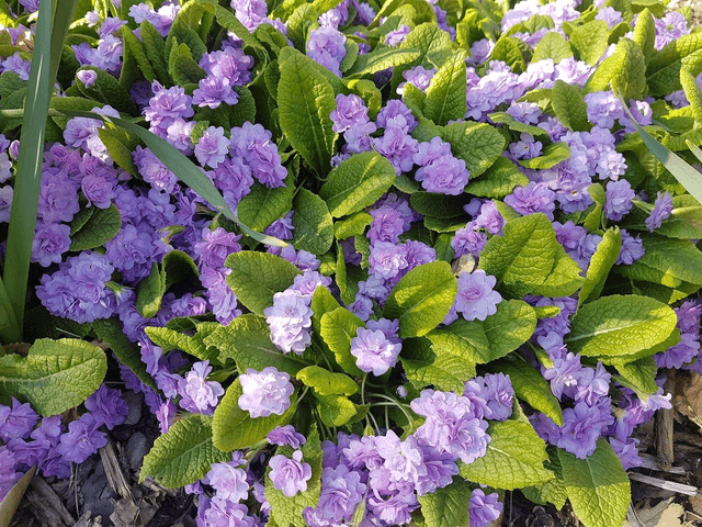 Primula vulgaris Quakers Bonnet