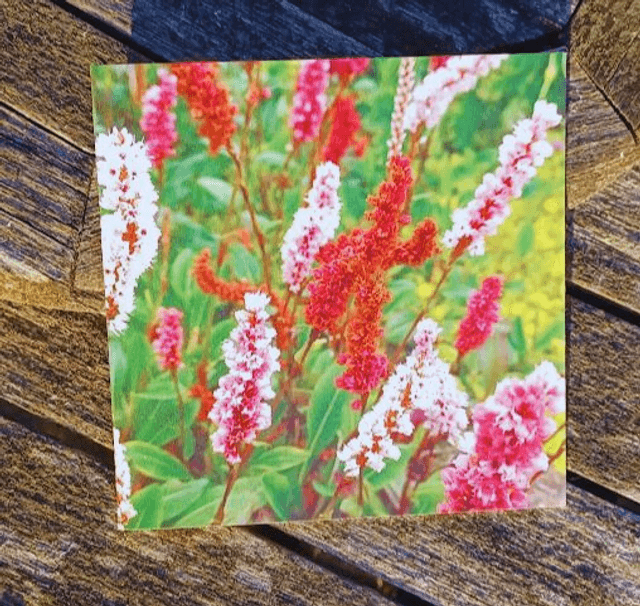 Persicaria