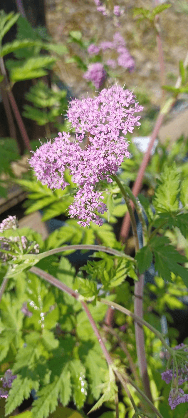 Chaerophyllum hirsutism Rubrifolium