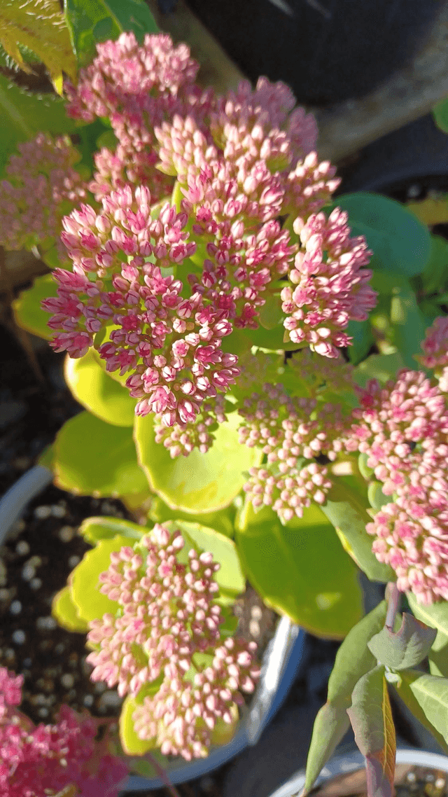 Sedum spurious Coccineum