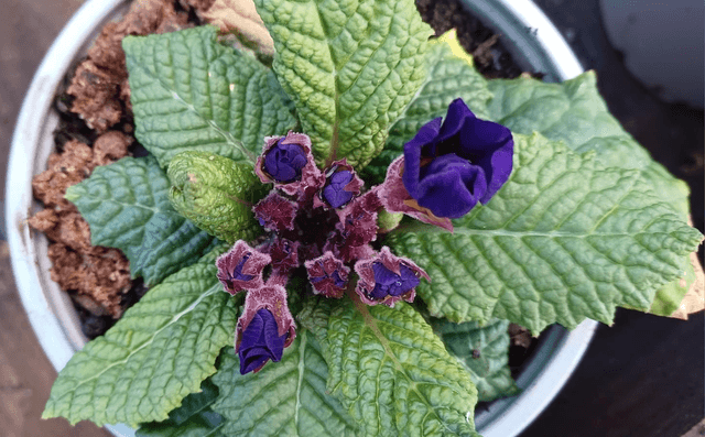 Primula Wanda Mixed