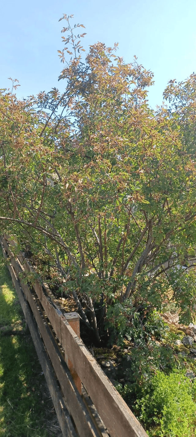 Rosa glauca