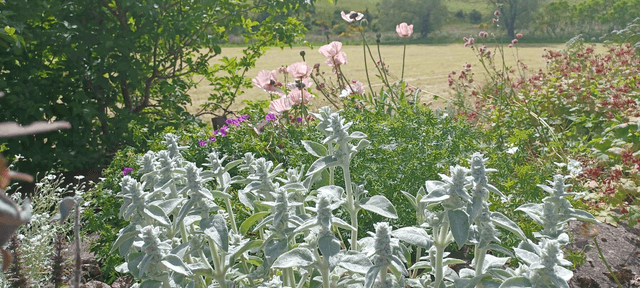 Stachys byzantina