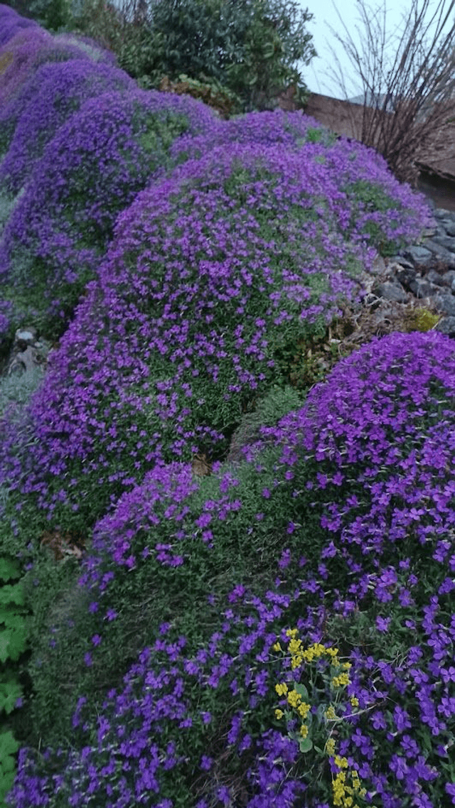 Aubretia