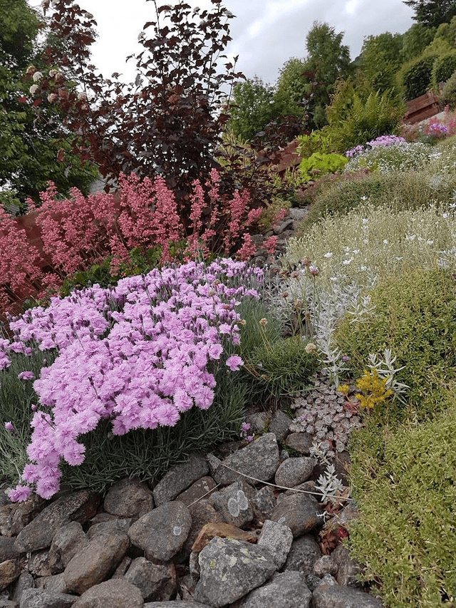 Dianthus caryophyllus pink